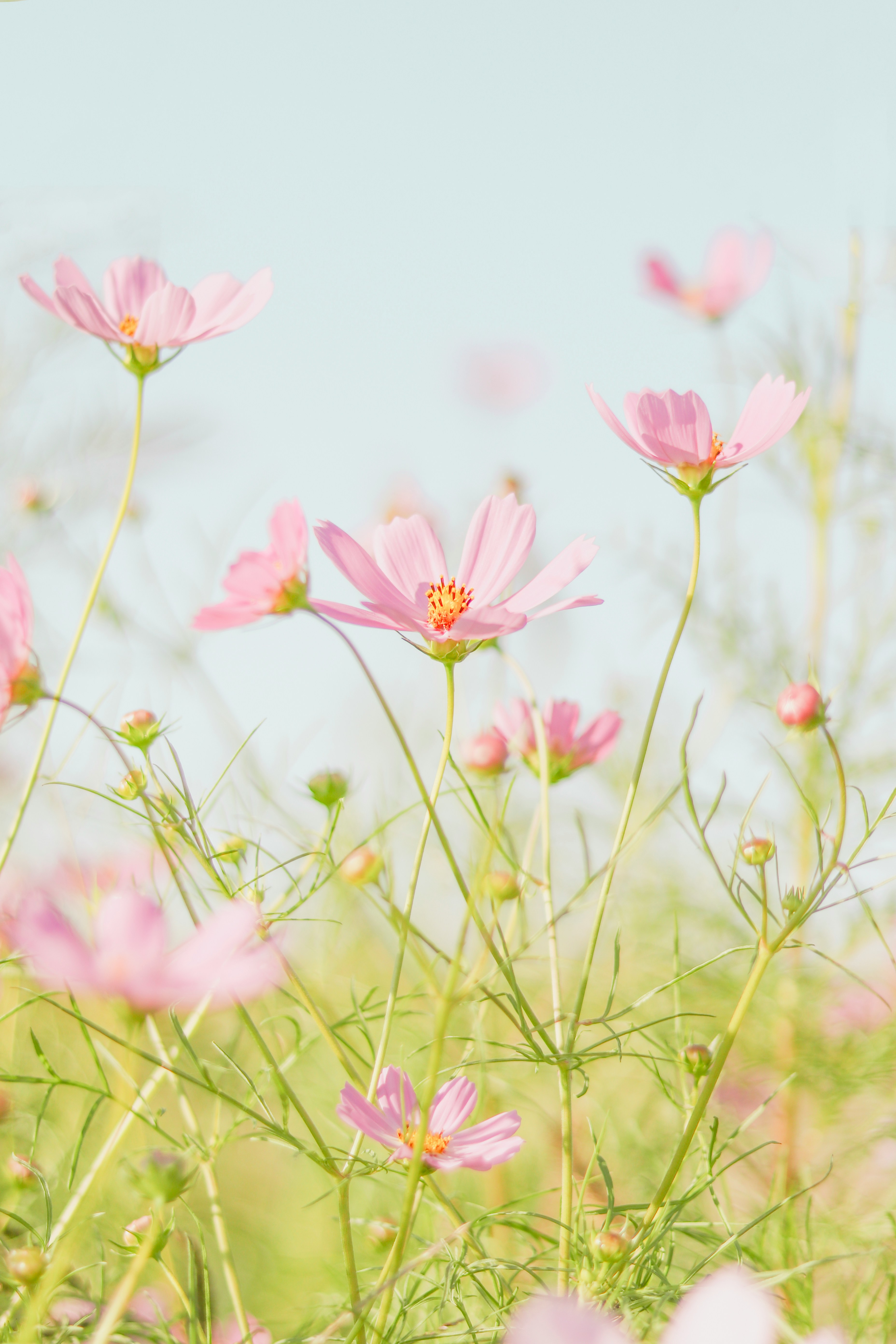 Fleurs roses